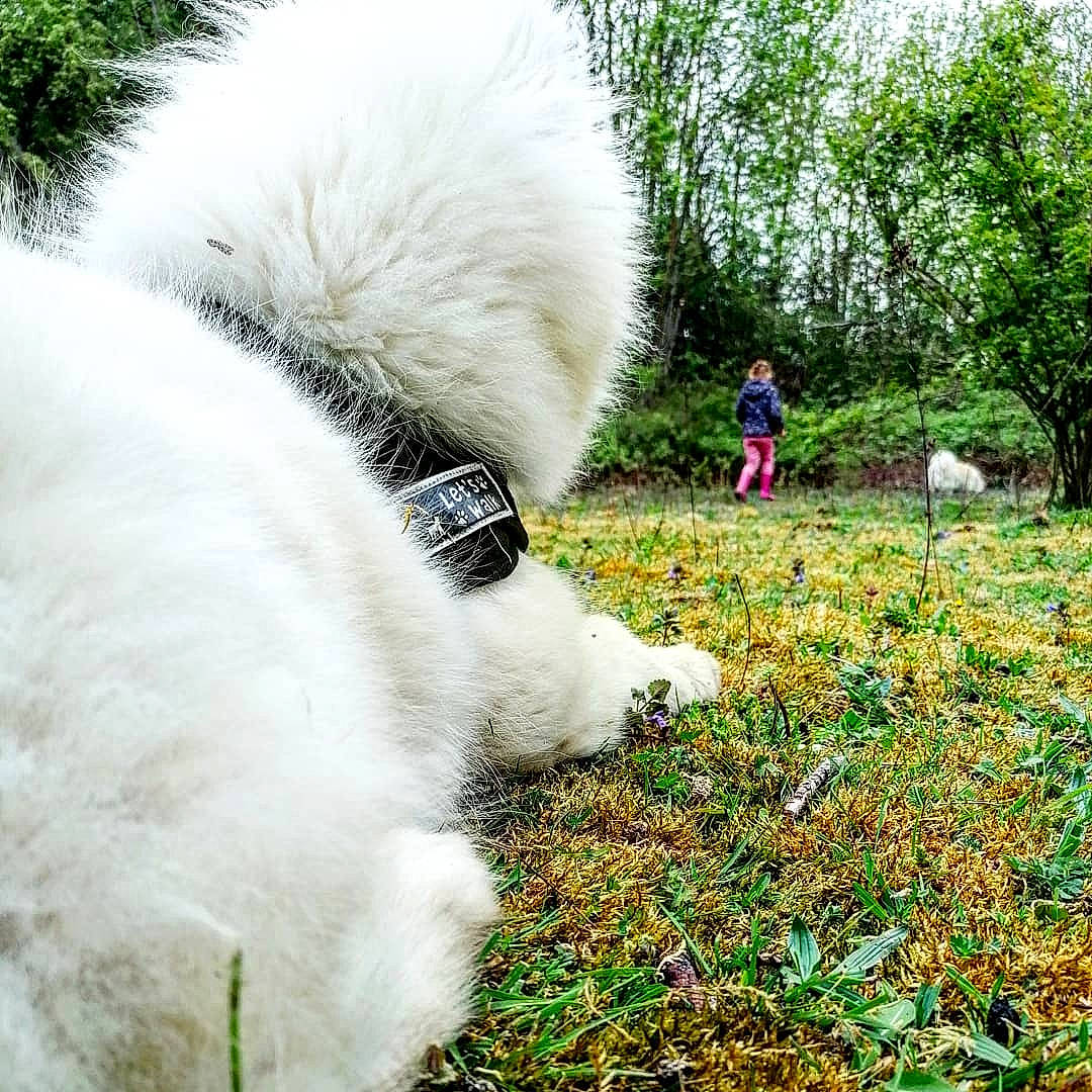 Laska participe au concours pour gagner de l'argent avec cette photo : canidae, carnivore, companion_dog, dog, dog_breed, fur, grass, great_pyrenees, japanese_spitz, plant, puppy, samoyed, tail