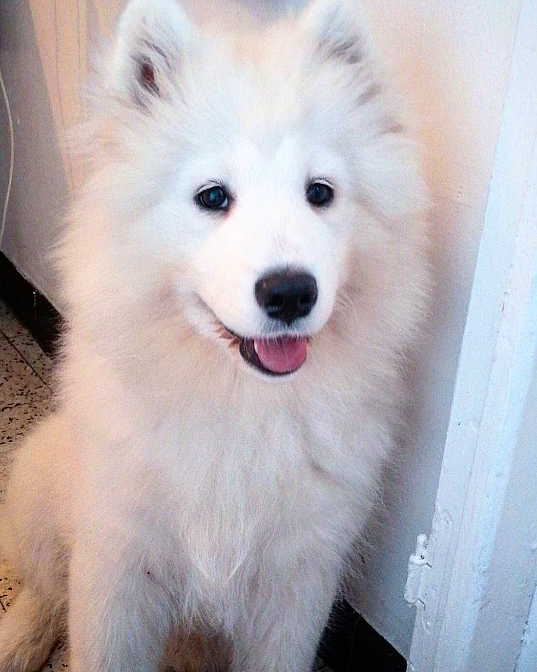 Laska participe au concours pour gagner de l'argent avec cette photo : american_eskimo_dog, ancient_dog_breeds, berger_blanc_suisse, canadian_eskimo_dog, canidae, carnivore, companion_dog, dog, dog_breed, german_spitz, german_spitz_mittel, indian_spitz, japanese_spitz, mammal, puppy, rare_breed_dog, samoyed, spitz, vertebrate, volpino_italiano