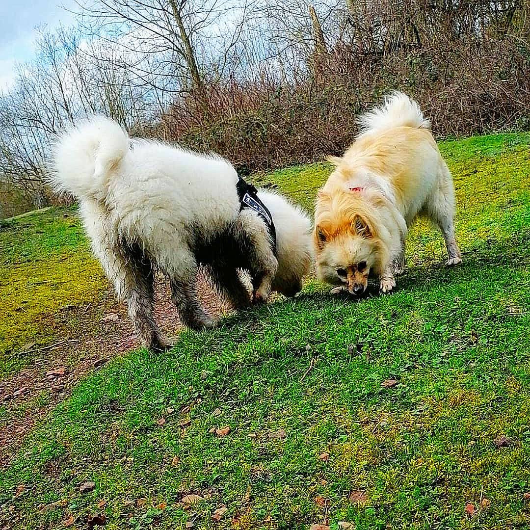 Nounette a rejoint le concours — aidez-le/la à gagner de superbes lots ! canidae, carnivore, companion_dog, dog, dog_breed, dog_walking, grass, mammal, non_sporting_group, puppy, samoyed, sporting_group, tail