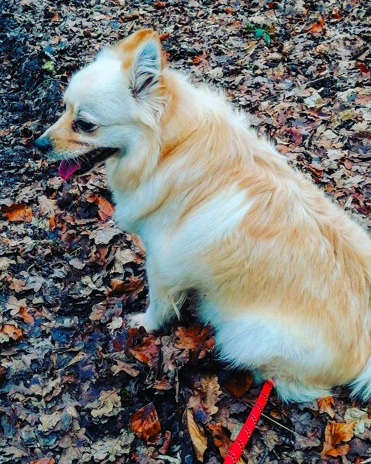 Nounette participe au concours pour gagner de l'argent avec cette photo : canidae, carnivore, chihuahua, companion_dog, dog, dog_breed, fawn, german_spitz, german_spitz_klein, german_spitz_mittel, mammal, non_sporting_group, pomeranian, puppy, spitz, toy_dog, vertebrate, volpino_italiano