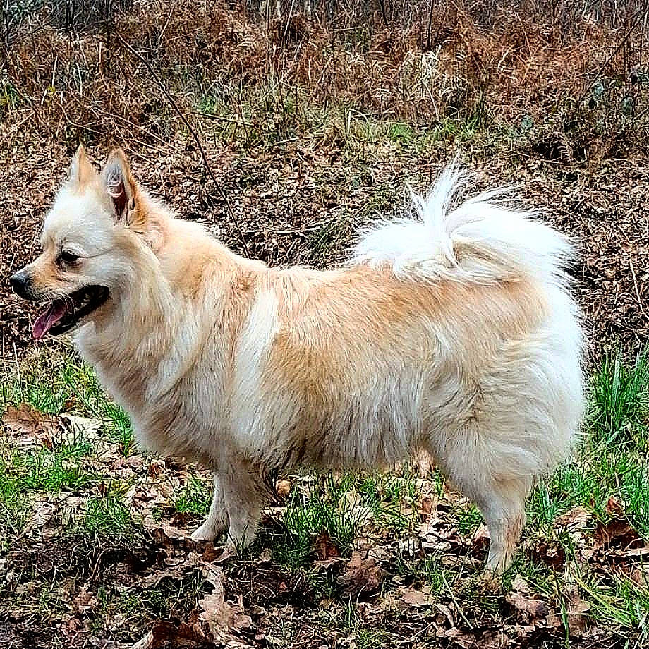 Nounette a rejoint le concours — aidez-le/la à gagner de superbes lots ! ancient_dog_breeds, canidae, carnivore, companion_dog, dog, dog_breed, fawn, finnish_spitz, german_spitz, german_spitz_klein, german_spitz_mittel, icelandic_sheepdog, indian_spitz, japanese_spitz, mammal, norwegian_buhund, pomeranian, spitz, vertebrate, volpino_italiano