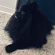 Apollon a rejoint le concours — aidez-le/la à gagner de superbes lots ! dog, black_dog, fluffy, long_hair, pet, indoor, floor, tile_floor, animal, canine, sitting, looking_sideways, curious, companion, domestic_animal, paw, cute, furry, portrait, side_view