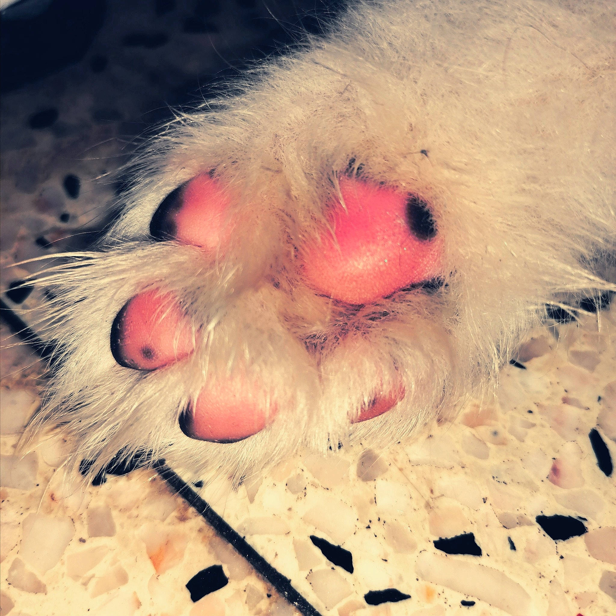 Laska participe au concours pour gagner de l'argent avec cette photo : close_up, fur, head, illustration, nose, paw, skin, snout, teddy_bear, whiskers