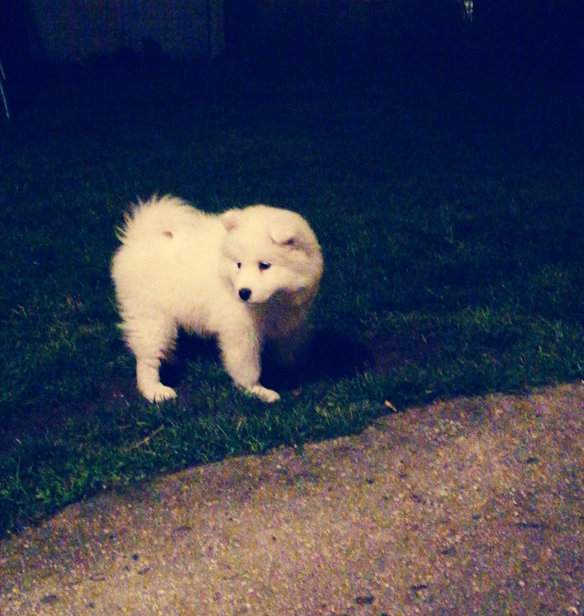 Laska a rejoint le concours — aidez-le/la à gagner de superbes lots ! american_eskimo_dog, berger_blanc_suisse, canidae, carnivore, cloud, companion_dog, dog, dog_breed, german_spitz, japanese_spitz, mammal, non_sporting_group, pomeranian, puppy, samoyed, sky, spitz, sporting_group, vertebrate, volpino_italiano