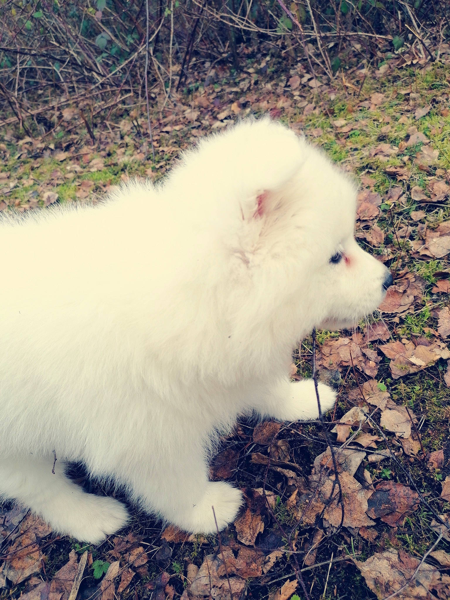 Laska participe au concours pour gagner de l'argent avec cette photo : american_eskimo_dog, canidae, carnivore, companion_dog, dog, dog_breed, german_spitz, german_spitz_klein, german_spitz_mittel, indian_spitz, japanese_spitz, mammal, non_sporting_group, pomeranian, puppy, rare_breed_dog, samoyed, spitz, vertebrate, volpino_italiano