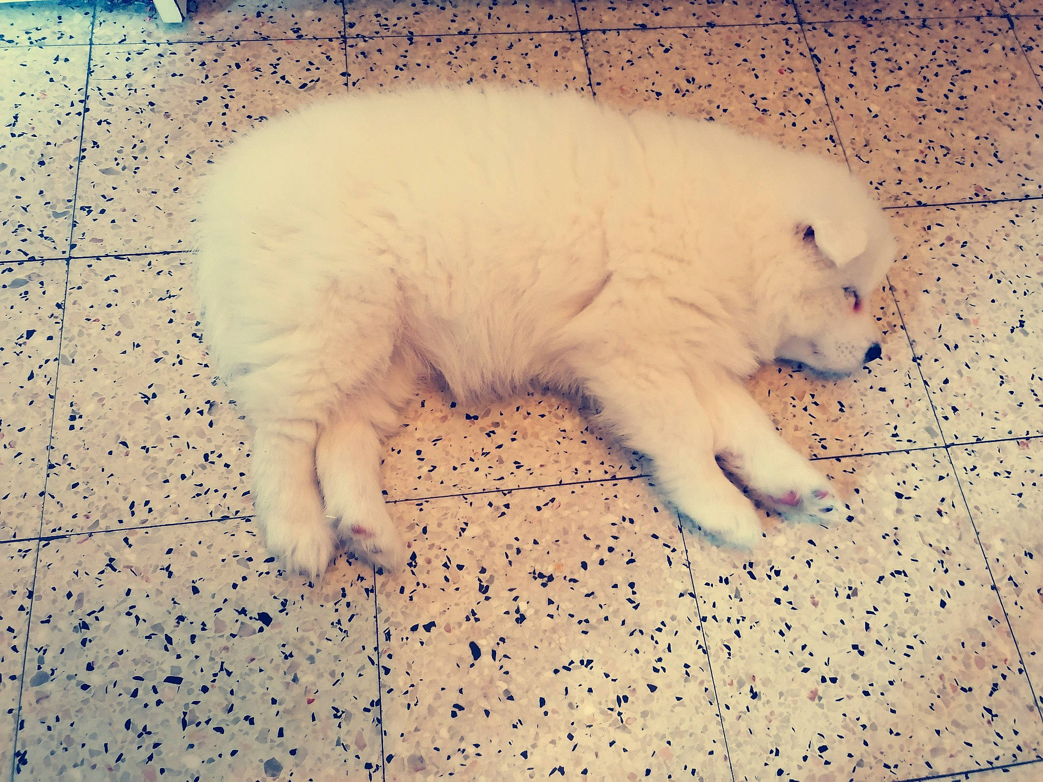 Laska participe au concours pour gagner de l'argent avec cette photo : american_eskimo_dog, canidae, carnivore, dog, dog_breed, fawn, great_pyrenees, japanese_spitz, mammal, maremma_sheepdog, pomeranian, puppy, samoyed, sporting_group, vertebrate, volpino_italiano