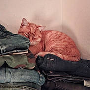 Nala participe au concours pour gagner de l'argent avec cette photo : calm, cat, corner, cozy, denim, domestic, feline, folded_clothes, indoor, jeans, orange_tabby, pet, pile, quiet, resting, sleeping, soft_light, stack, texture, wall