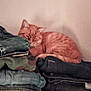 calm, cat, corner, cozy, denim, domestic, feline, folded_clothes, indoor, jeans, orange_tabby, pet, pile, quiet, resting, sleeping, soft_light, stack, texture, wall