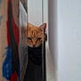 Nala a rejoint le concours — aidez-le/la à gagner de superbes lots ! animal, cardboard_box, cat, closeup, curious, ears, face, feline, hidden, indoor, narrow_space, orange_cat, peeking, pet, quiet, shadow, still, string, wall, whiskers