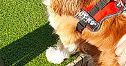 Olya participe au concours pour gagner de l'argent avec cette photo : animal, artificial_grass, brown, canine, cavalier_king_charles_spaniel, companion, daylight, dog, fur, grass, harness, leisure, outdoor, paw, person_hand, pet, shadow, sunlight, white, wood