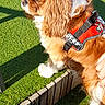 animal, artificial_grass, brown, canine, cavalier_king_charles_spaniel, companion, daylight, dog, fur, grass, harness, leisure, outdoor, paw, person_hand, pet, shadow, sunlight, white, wood