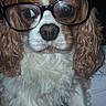 animal, brown_fur, closeup, curly_fur, cute, dog, domestic_animal, eyewear, face, fluffy, funny, glasses, indoor, long_ears, mammal, nostrils, pet, portrait, sitting, white_fur