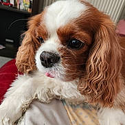 Olya participe au concours pour gagner de l'argent avec cette photo : animal, blanket, brown_and_white, cavalier_king_charles_spaniel, close_up, companion, cozy, curly_ears, cute, dog, domestic, friendly, fur, indoors, pet, portrait, relaxed, resting, soft_light, tongue