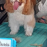 Olya a rejoint le concours — aidez-le/la à gagner de superbes lots ! dog, pet, grooming, table, tongue_out, fur, animal, indoor, hands, scissors, clippers, happy, cute, brown_and_white, small_dog, fur_trim, person, equipment, veterinary, care