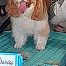 dog, pet, grooming, table, tongue_out, fur, animal, indoor, hands, scissors, clippers, happy, cute, brown_and_white, small_dog, fur_trim, person, equipment, veterinary, care