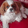 animal, canine, cavalier_king_charles_spaniel, close_up, companion, cute, dog, domestic_animal, fluffy, friendly, fur, household, indoor, laying_down, leather_couch, pet, portrait, red_couch, relaxed, white_and_brown