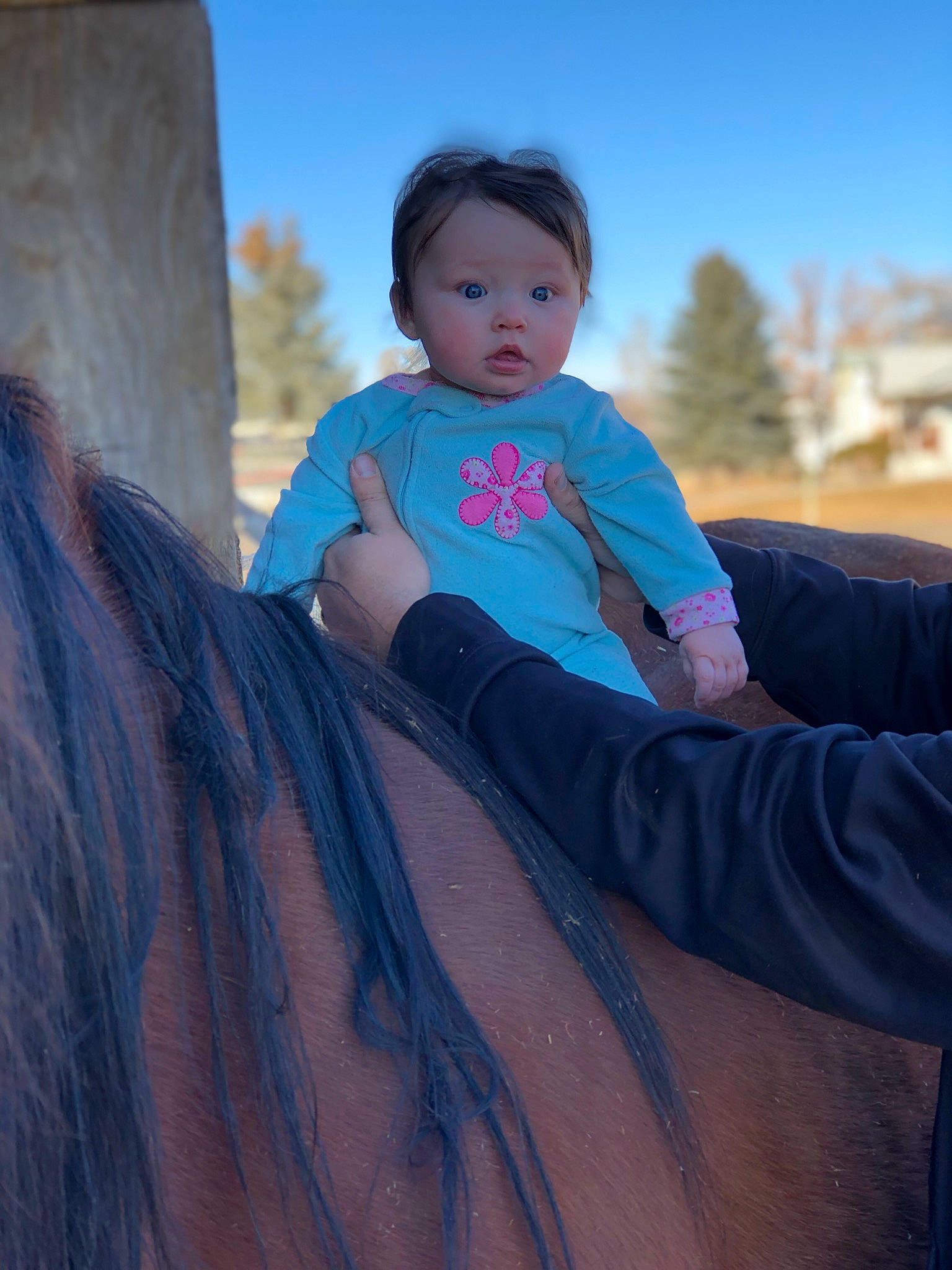 Brynn joined the competition — help win amazing prizes! eye, fawn, horse, person, photography, smile