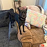 Asher joined the competition — help win amazing prizes! dog, black_dog, couch, sofa, armrest, blanket, cushion, living_room, indoor, pet, furniture, decor, window, curtain, colorful, small_table, floor, collar, standing, alert