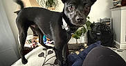 Asher joined the competition — help win amazing prizes! dog, black_dog, pet, living_room, couch, lamp, plant, fan, stuffed_animal, furniture, indoor, animal, canine, ears, alert, curious, collar, fabric, home, cozy