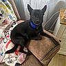 Asher joined the competition — help win amazing prizes! dog, black_dog, pet, collar, couch, blanket, indoor, curtain, window, wooden_floor, furniture, cozy, relaxed, animal, domestic_animal, living_room, companion, resting, cute, alert