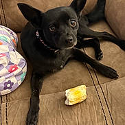 Asher joined the competition — help win amazing prizes! dog, black_dog, couch, pet, indoor, pillow, brown_couch, snack, bread, looking_up, collar, ears_up, fur, animal, relaxed, cute, companion, resting, home, curious