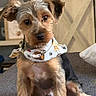 Loki is registered to the contest to win money with this photo: dog, pet, small_dog, bandana, sitting, indoors, furniture, couch, curious, ears, fur, animal, portrait, cute, canine, face, brown_fur, black_fur, home, cozy