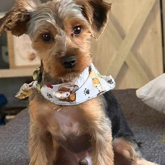 Loki