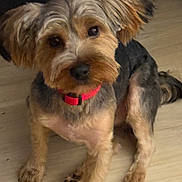 Loki joined the competition — help win amazing prizes! dog, pet, indoor, floor, fur, collar, brown, black, small_dog, cute, animal, domestic_animal, canine, sitting, looking_up, ears, eyes, groomed, red_collar, flooring