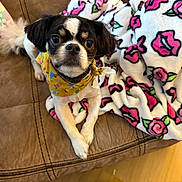 Reggie joined the competition — help win amazing prizes! dog, small_dog, bandana, yellow_bandana, brown_couch, blanket, floral_blanket, pink_roses, white_blanket, pet, indoor, floor, leather_couch, cute, looking_at_camera, animal, cozy, resting, fur, ears