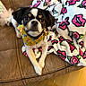 animal, bandana, blanket, brown_couch, cozy, cute, dog, ears, floor, floral_blanket, fur, indoor, leather_couch, looking_at_camera, pet, pink_roses, resting, small_dog, white_blanket, yellow_bandana