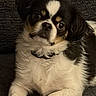 Reggie joined the competition — help win amazing prizes! dog, small_dog, black_and_white, lying_down, couch, indoor, pet, fur, cute, looking, curious, collar, animal, canine, domestic_animal, resting, furniture, companion, portrait, cozy