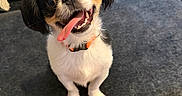 Reggie is registered to the contest to win money with this photo: dog, tongue_out, pet, cute, small_dog, sitting, indoor, couch, fur, collar, happy, animal, black_and_white, brown_markings, floor, looking_up, ears, face, canine, companion