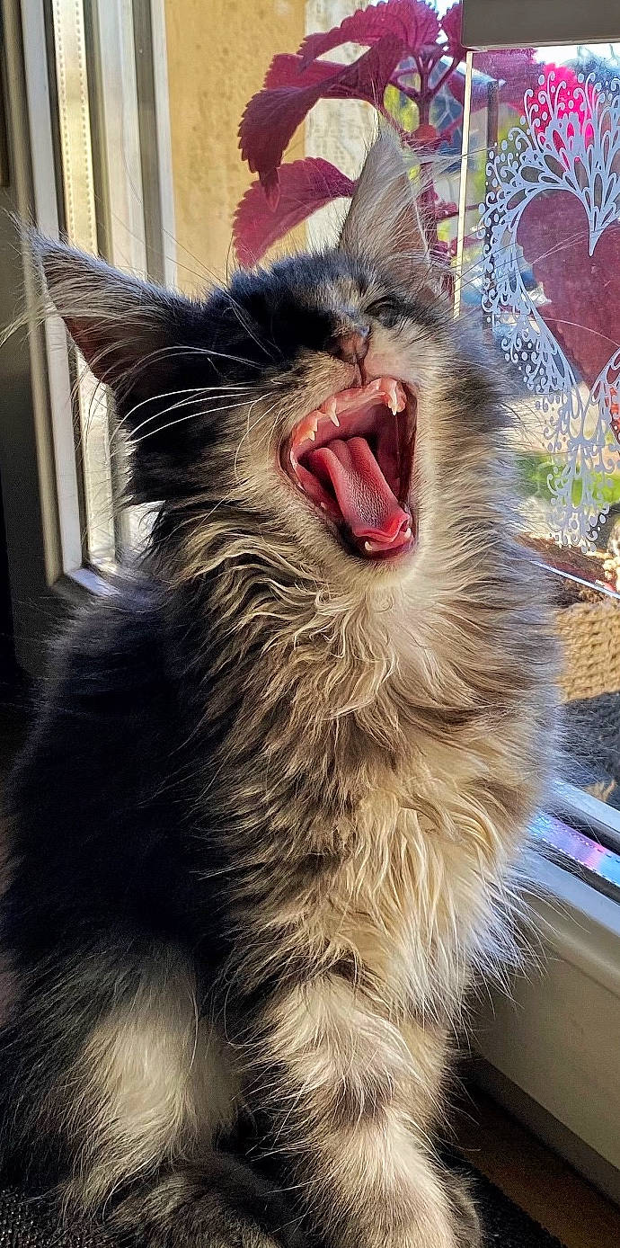 Snow a rejoint le concours — aidez-le/la à gagner de superbes lots ! carnivore, cat, claw, domestic_short_haired_cat, eye, fang, felidae, fur, head, human_body, iris, jaw, paw, roar, small_to_medium_sized_cats, snout, tooth, whiskers, window, yawn