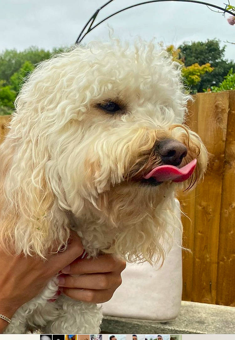 Penny is registered to the contest to win money with this photo: briquet_griffon_vendeen, carnivore, cloud, collar, companion_dog, dog, dog_breed, dog_collar, dog_supply, fur, labradoodle, photo_caption, poodle_crossbreed, sky, small_terrier, snout, sporting_group, terrier, toy_dog, tree