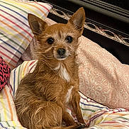 Pixie is registered to the contest to win money with this photo: dog, small_dog, chihuahua, terrier, pet, bed, pillow, striped_bedding, blanket, cozy, portrait, ears, fur, animal, domestic_animal, looking_at_camera, sitting, headboard, indoors, cute