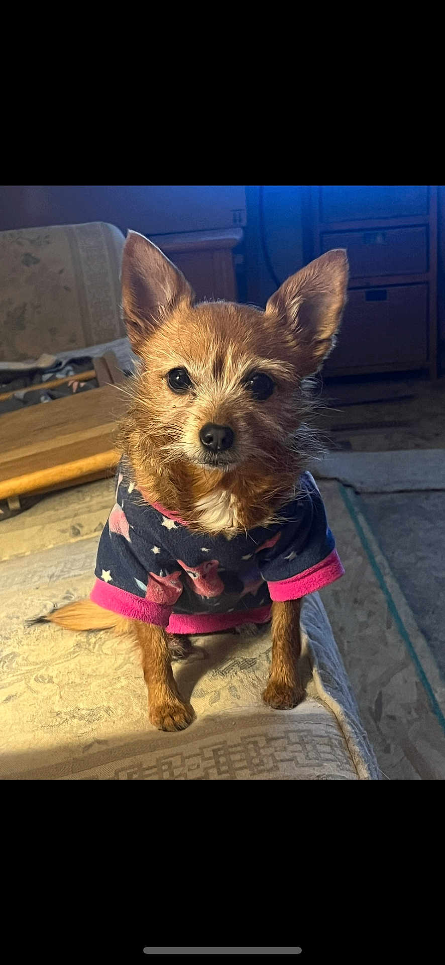 Pixie is registered to the contest to win money with this photo: dog, small_dog, chihuahua, sweater, clothing, ears, eyes, paws, fur, bed, blanket, indoor, furniture, nightstand, portrait, pet, cute, sitting, staring, cozy