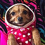 Pixie is registered to the contest to win money with this photo: dog, puppy, small_dog, pet, hoodie, heart_pattern, paws, brown_eyes, fur, closeup, portrait, cozy, blanket, zebra_print, colorful, pink, cute, button, indoor, relaxed
