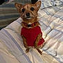 dog, small_dog, red_sweater, sweater, pet, bed, bedding, striped_sheet, blanket, collar, brown_fur, ears, eyes, paws, indoor, portrait, cute, tiny, cozy, looking_up