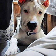 Itty Bitty joined the competition — help win amazing prizes! dog, white_dog, pet, indoor, curious, ears, paw, collar, close_up, face, animal, canine, resting, looking, cozy, household, background, furniture, soft_surface, domestic