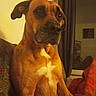 brown_dog, canine, companion, couch, curtain, dog, domestic_animal, furniture, household, indoor, looking_away, mammal, pet, portrait, reflection, relaxed, sitting, warm_lighting, white_chest_patch, window