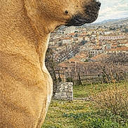 Nala participe au concours pour gagner de l'argent avec cette photo : animal, brown_fur, calm, canine, cityscape, daylight, dog, fence, grass, landscape, nature, outdoor, park, pet, profile, side_view, sky, tree_branches, urban, watching