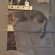 Wonton is registered to the contest to win money with this photo: cat, tabby_cat, recliner, furniture, indoor, kitchen, counter, appliance, relaxing, gray, striped, pet, animal, home, cozy, resting, domestic, living_room, blurred, casual