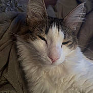 Athénais a rejoint le concours — aidez-le/la à gagner de superbes lots ! cat, close_up, fluffy, white_fur, tabby, sleepy, pet, animal, whiskers, pink_nose, ears, soft, blanket, indoors, cozy, relaxed, portrait, feline, domestic_cat, resting