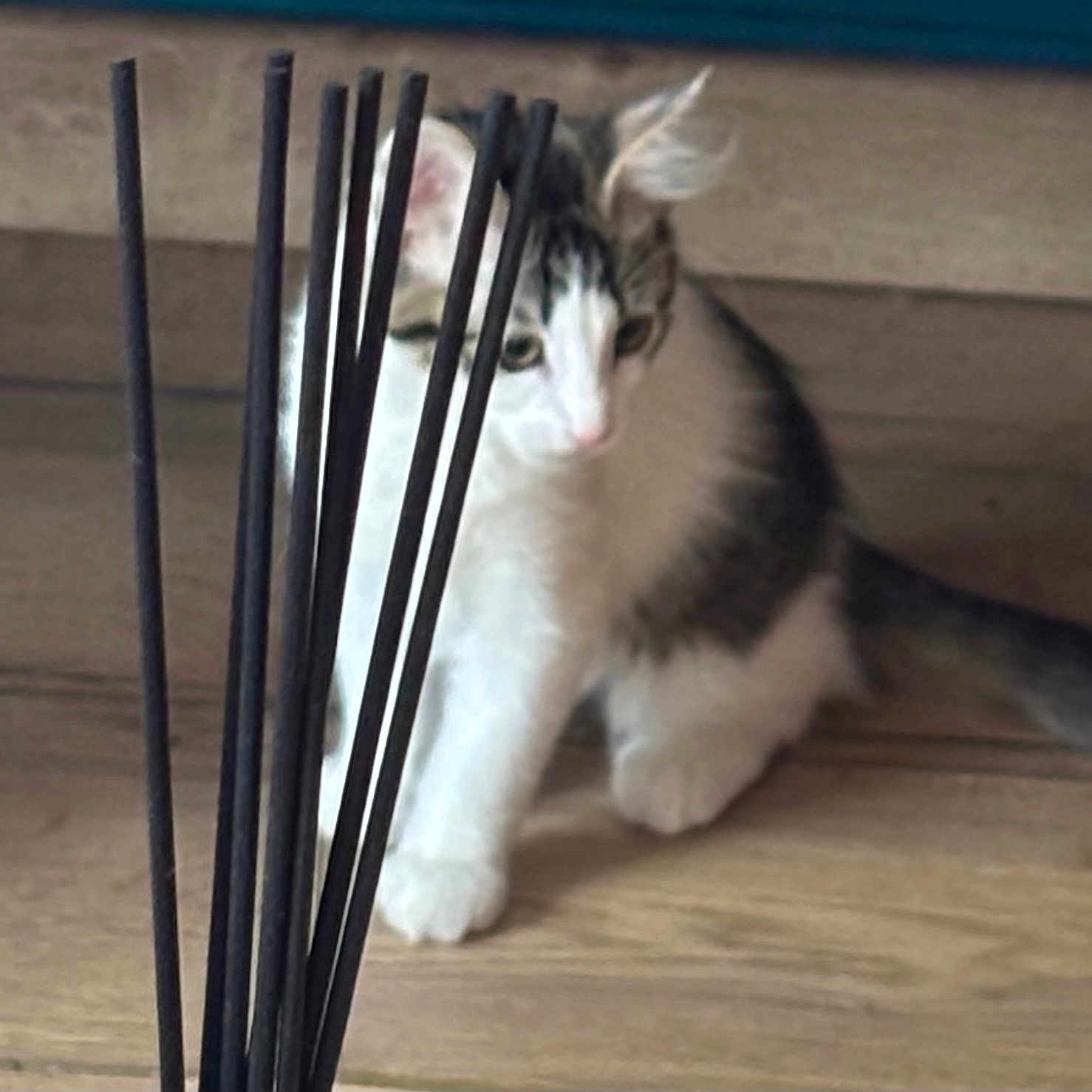Athénais participe au concours pour gagner de l'argent avec cette photo : abyssinian, angora, animal, cat, chopsticks, food, hardwood, incense, kitten, manx, pet, wood