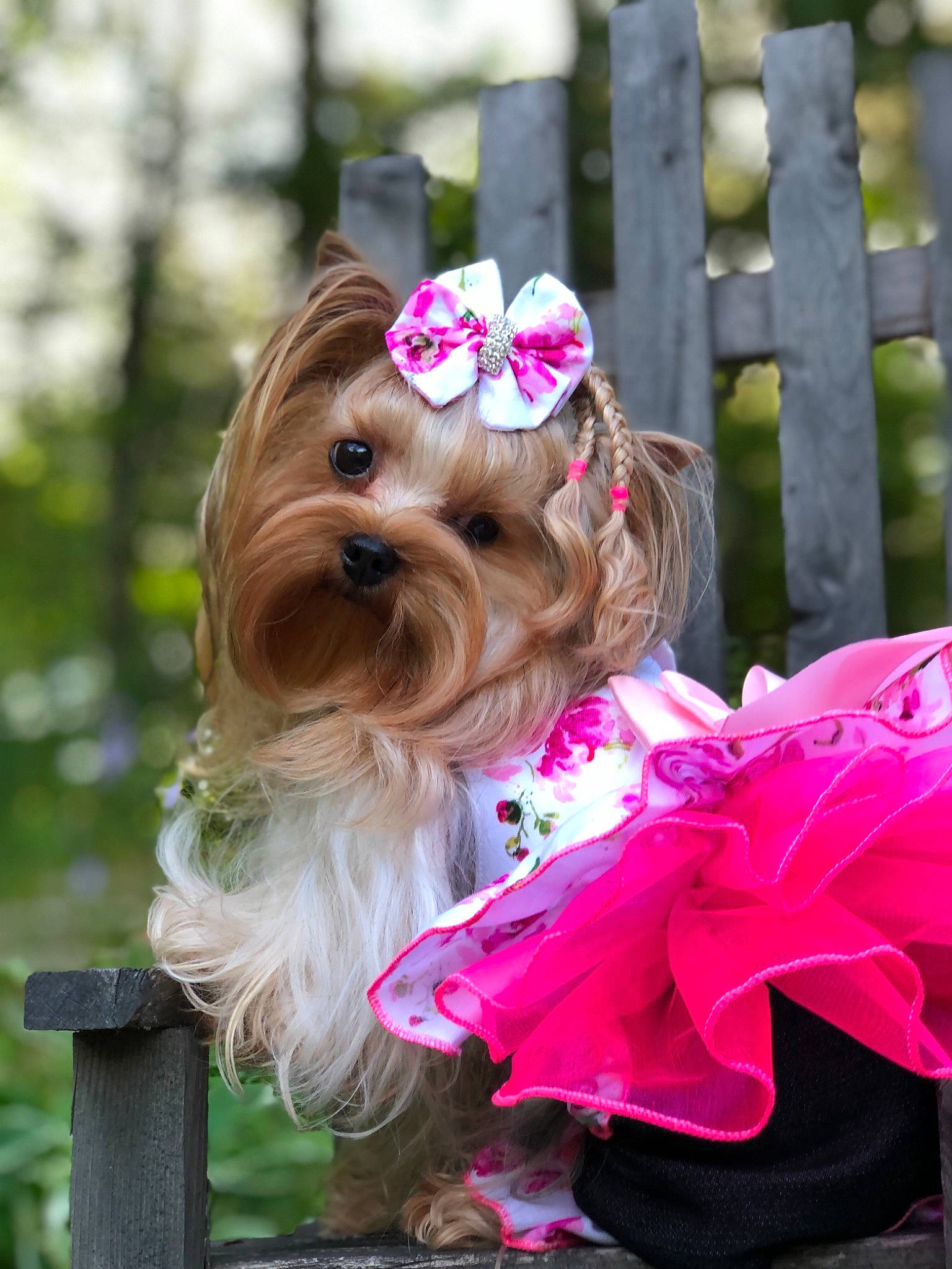 Lexi Doyon joined the competition — help win amazing prizes! carnivore, collar, companion_dog, dog, dog_breed, dog_clothes, dog_collar, dog_supply, fawn, flower, leash, liver, pet_supply, petal, pink, snout, toy, toy_dog, working_animal, yorkshire_terrier