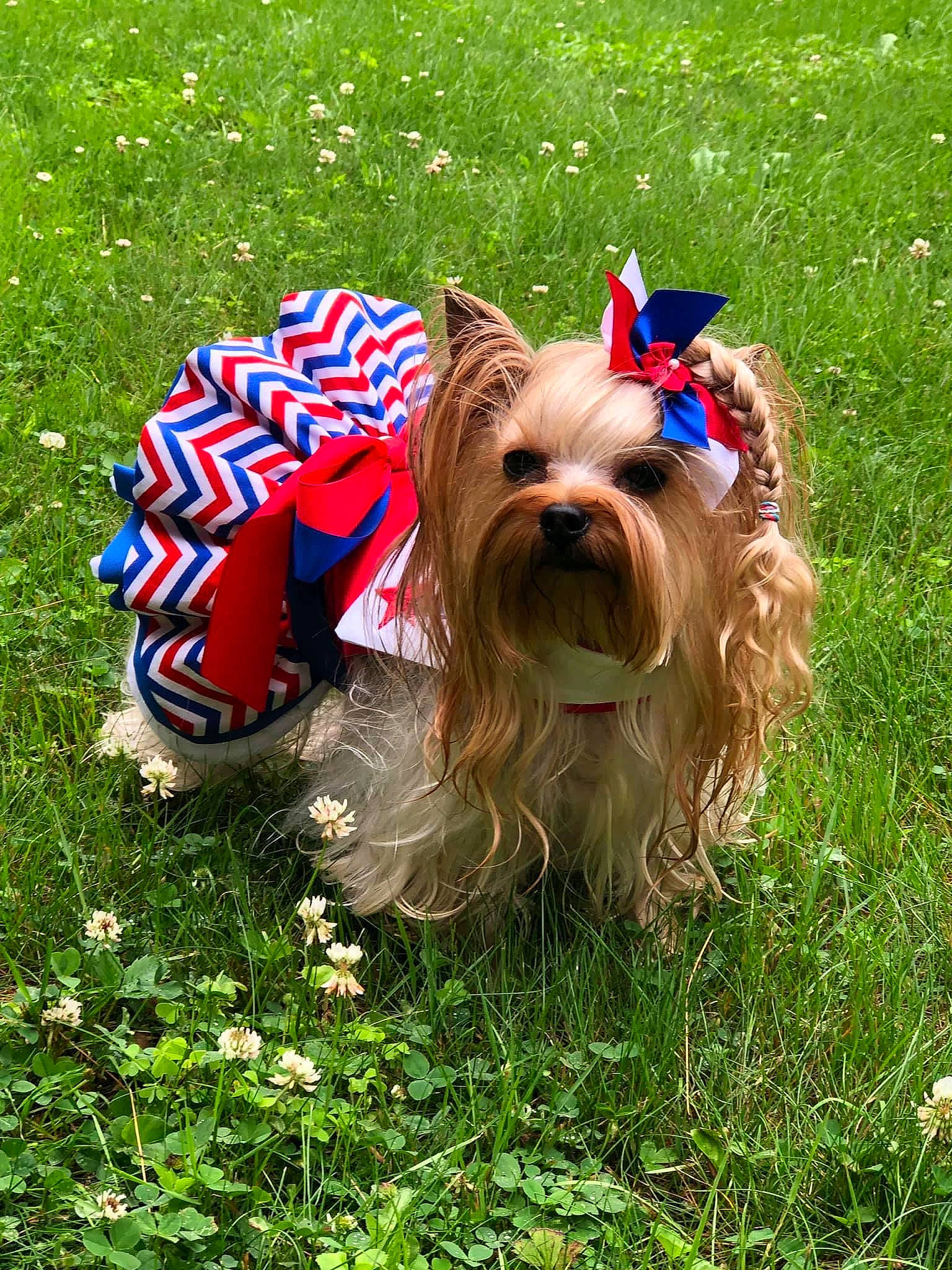 Lexi Doyon joined the competition — help win amazing prizes! canidae, carnivore, companion_dog, dog, dog_breed, dog_clothes, dog_collar, dog_supply, grass, liver, mammal, plant, small_terrier, snout, sporting_group, terrier, toy_dog, vertebrate, water_dog, working_animal