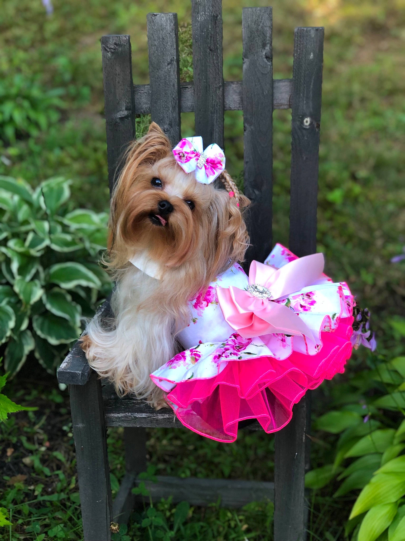 Lexi Doyon joined the competition — help win amazing prizes! carnivore, collar, companion_dog, dog, dog_breed, dog_clothes, dog_supply, fawn, flower, grass, liver, magenta, pet_supply, petal, pink, plant, small_terrier, sporting_group, toy_dog, working_animal
