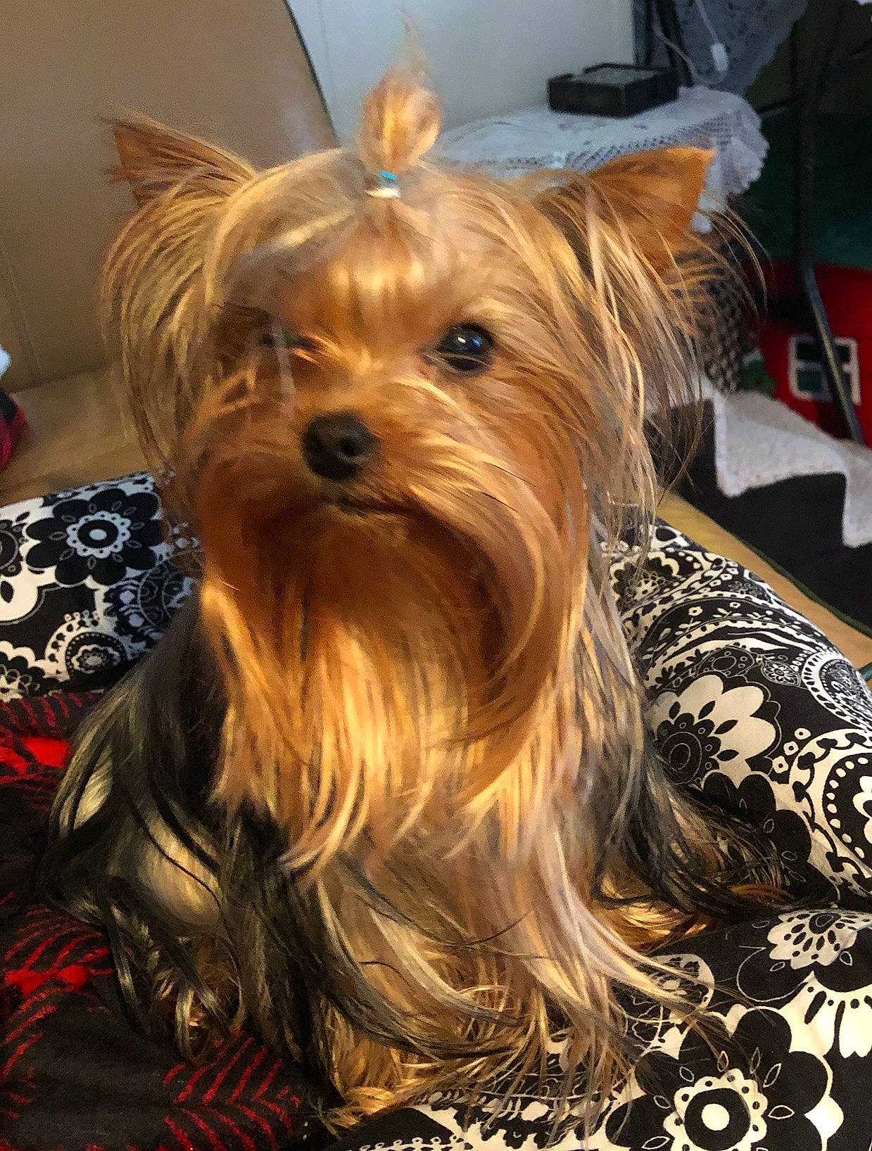 Rosie joined the competition — help win amazing prizes! australian_terrier, biewer_terrier, canidae, carnivore, companion_dog, dog, dog_breed, event, fashion_accessory, fawn, fur, liver, small_terrier, snout, sporting_group, terrier, toy_dog, whiskers, working_animal, yorkshire_terrier