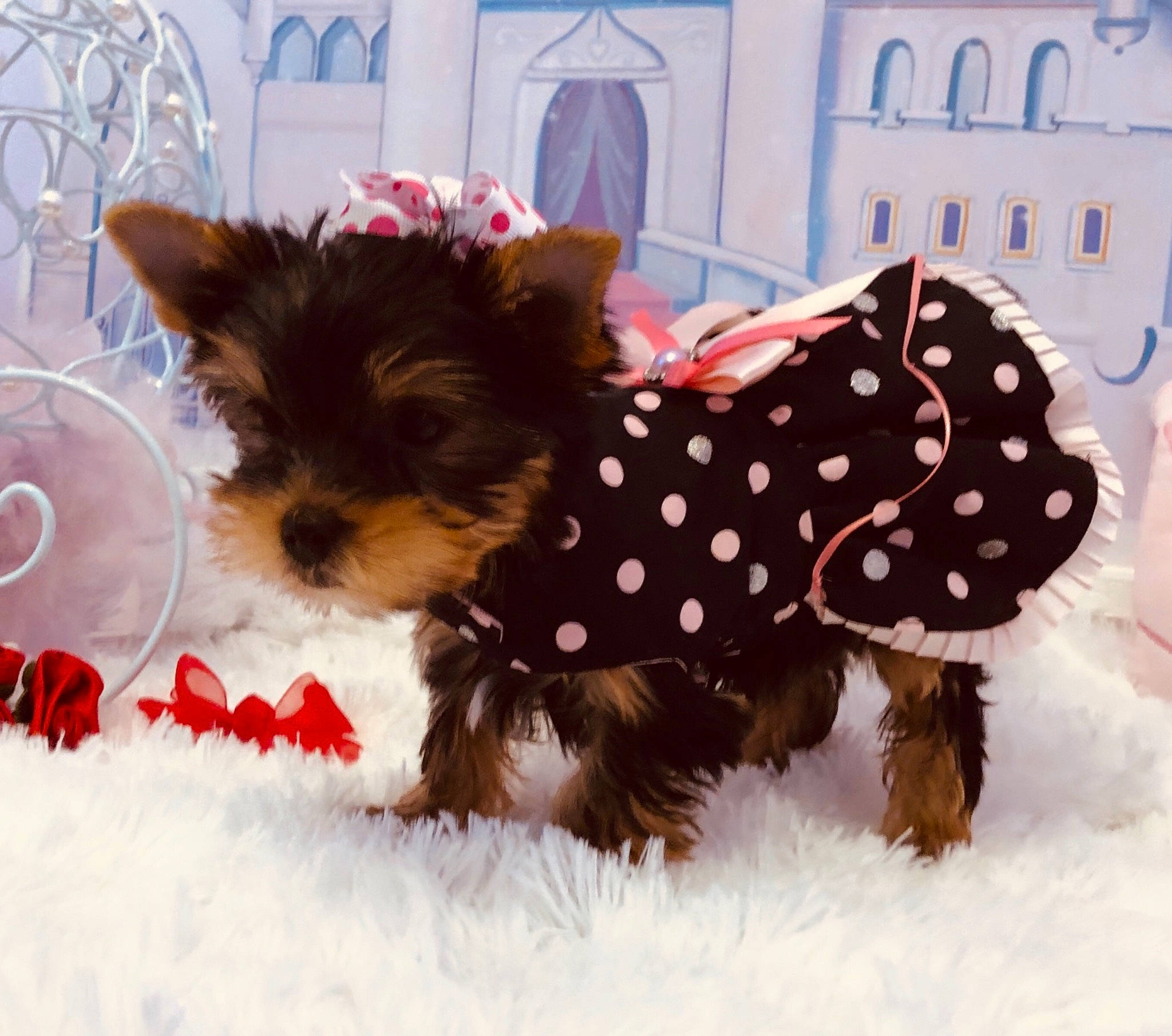 Rosie joined the competition — help win amazing prizes! canidae, carnivore, companion_dog, dog, dog_breed, dog_clothes, dog_supply, fashion_accessory, fawn, fur, liver, pet_supply, snout, snow, sporting_group, sunglasses, terrier, toy_dog, working_animal, yorkshire_terrier