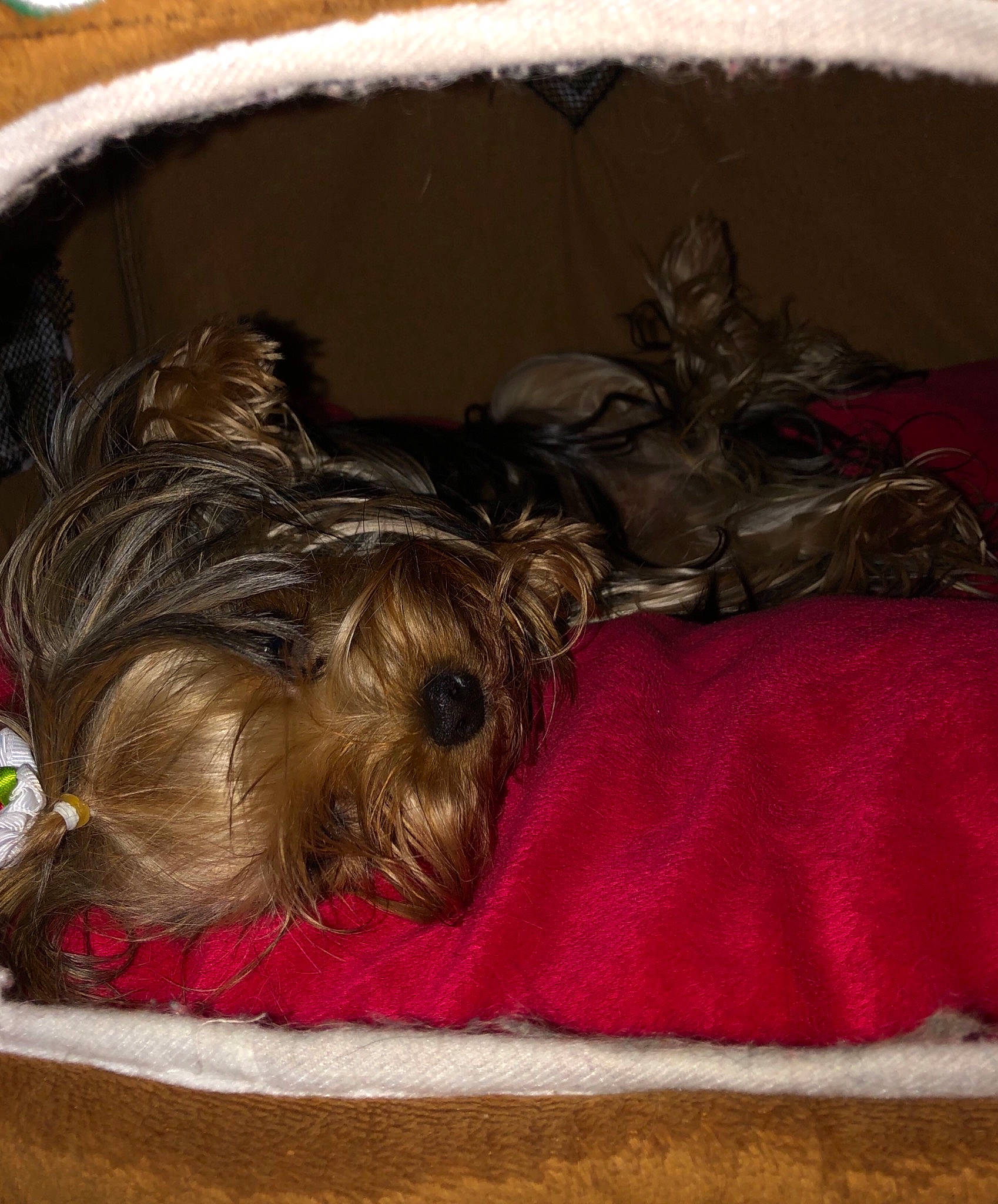 Rosie is registered to the contest to win money with this photo: canidae, carnivore, chinese_crested_dog, comfort, companion_dog, dog, dog_breed, dog_supply, fawn, fur, liver, pet_supply, small_terrier, snout, snow, sporting_group, terrier, toy_dog, working_animal, yorkshire_terrier